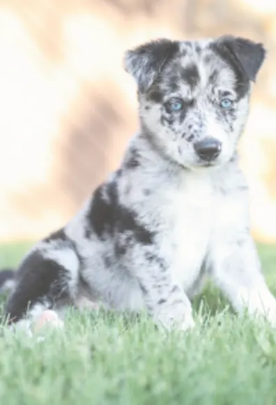 Dog with blue eyes sitting in the grass